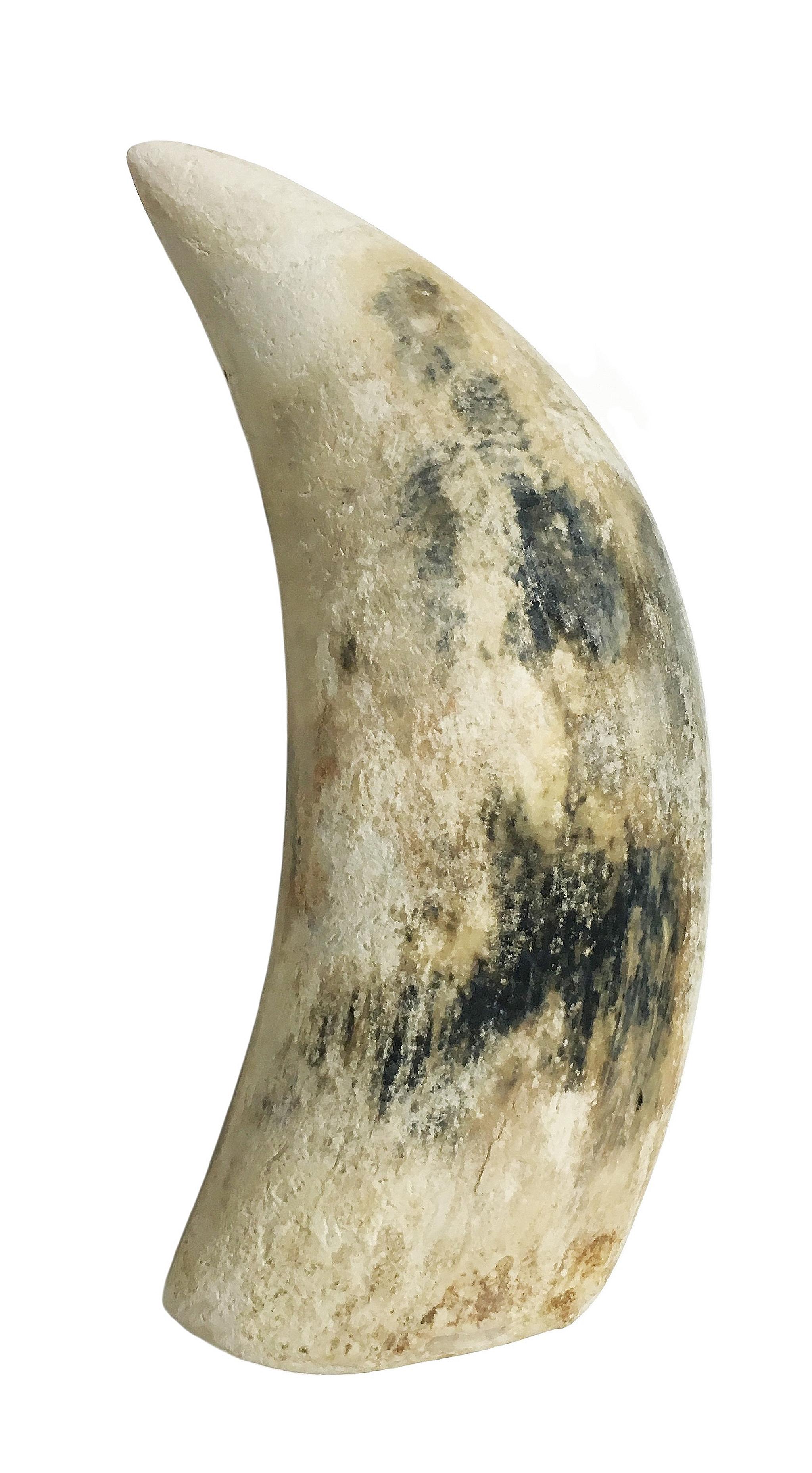 This 15.5cm-long tooth from a sperm whale was found in the Sisters' Islands Marine Park last month, making it the second find related to the marine mammal this year.