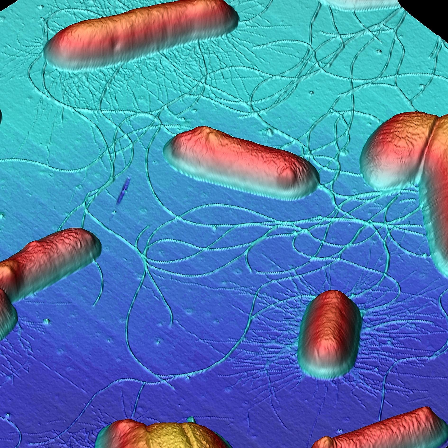 A 3D image of E. coli bacteria obtained using an atomic force microscope. Such imaging can show great details on how bacteria adhere to surfaces to form biofilm, and what strategies we can develop to discourage such adhesion.