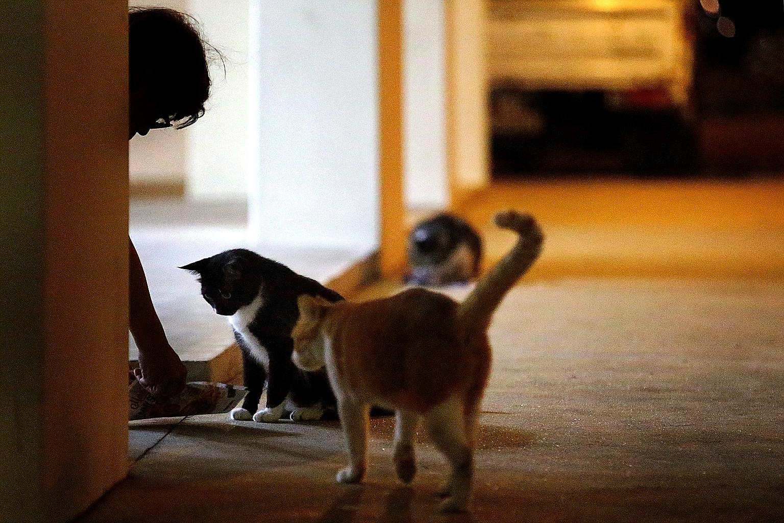 The Yishun fast-response team comprises about 30 grassroots volunteers, cat feeders such as the one in this photo, and residents. Once the team has been alerted to a cat attack, some members will go to the location quickly and speak to residents.