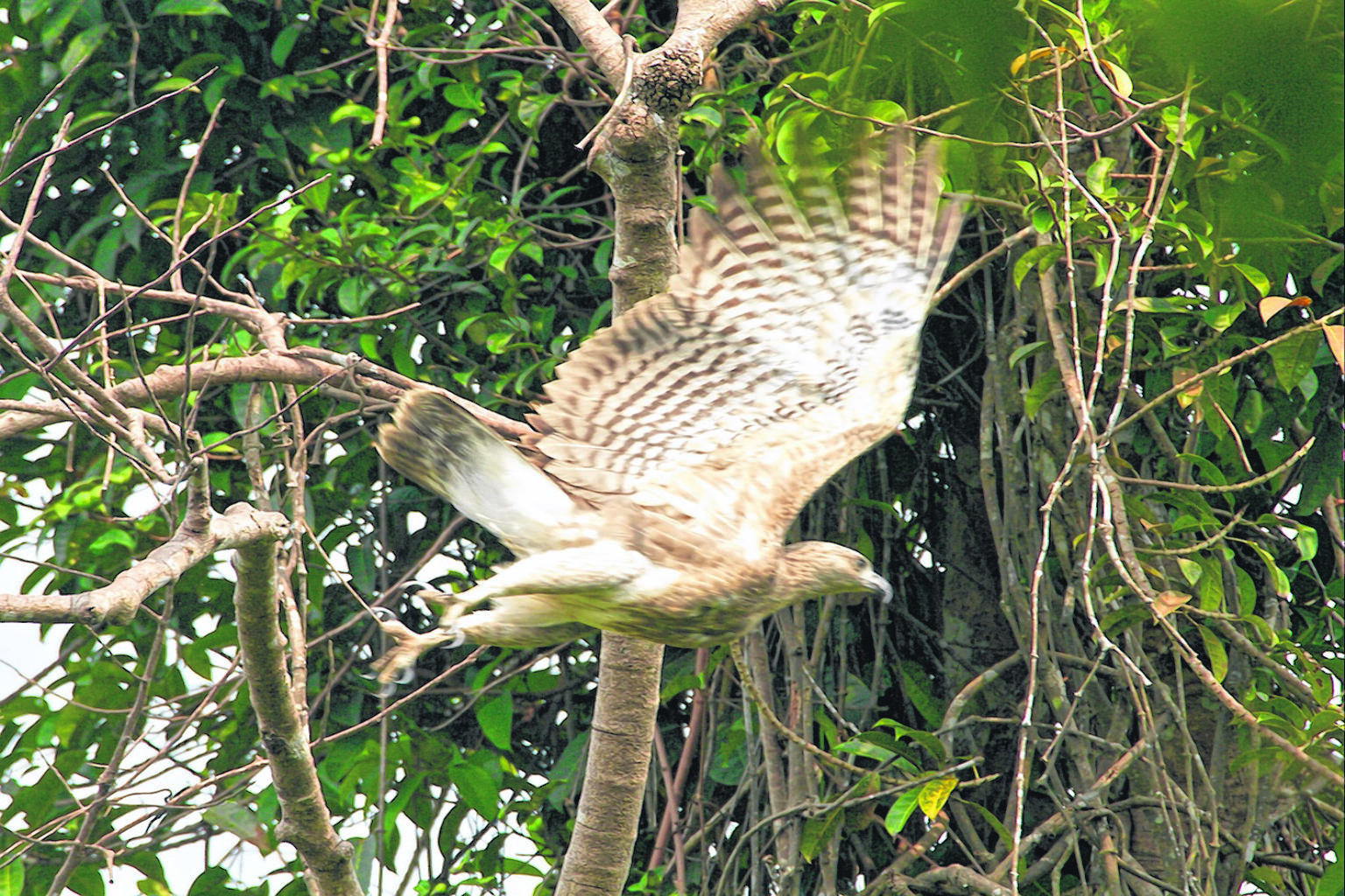 A juvenile grey-headed fish eagle photographed in the MacRitchie area in October. With nature photography growing both in popularity and affordability, so too has the pressure to obtain spectacular shots of wildlife, leading to a steady rise in quest