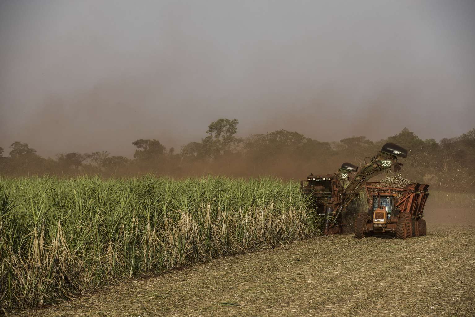 Sugar cane being harvested at a farm in Sertaozinho, Brazil on Sept. 24, 2015.
