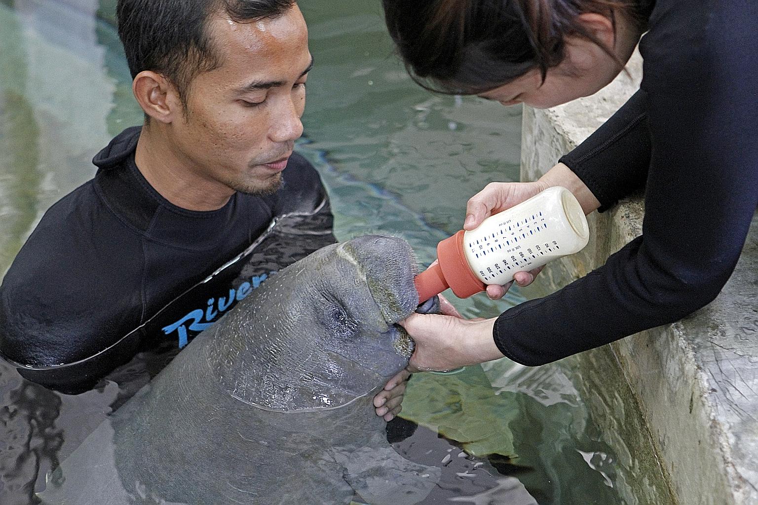 This manatee named Willy was born on Oct 7. It is being hand reared after being abandoned by its mother, which was unable to take care of it. It is housed in shallow waters for now until it gets bigger. The name was voted on by staff out of a list that in