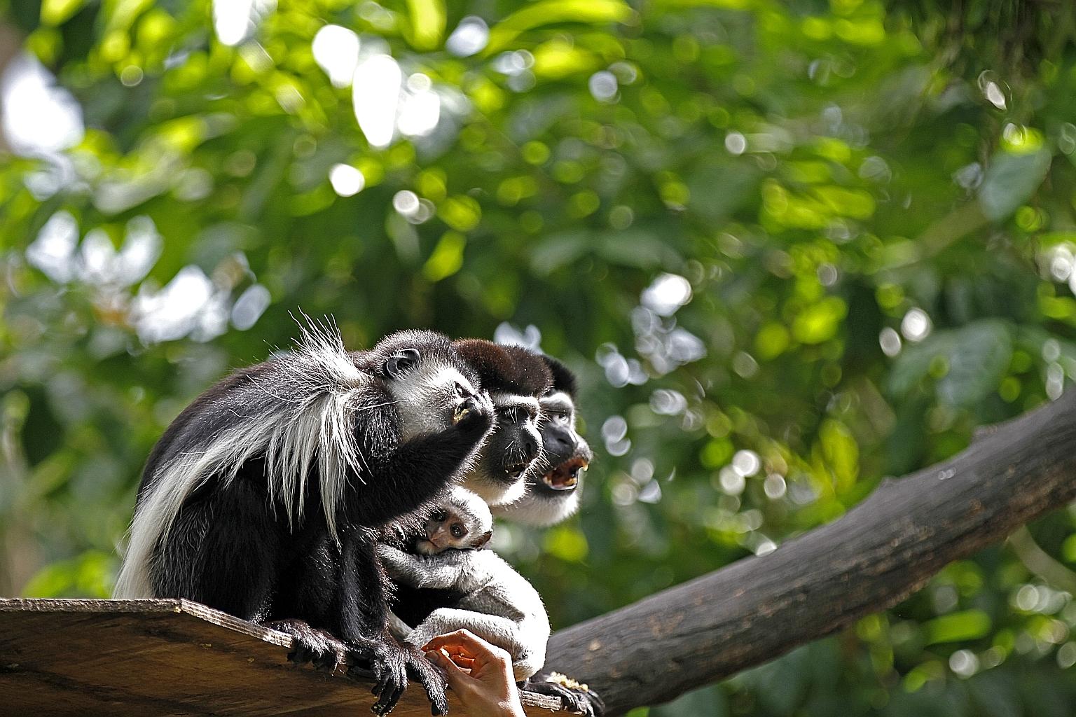 This Eastern Black And White Colobus monkey was born on Nov 9, a couple of months shy of the Chinese Year of the Monkey. It is the youngest of the zoo’s babies born last year and, for now, does not stray far from its mother.