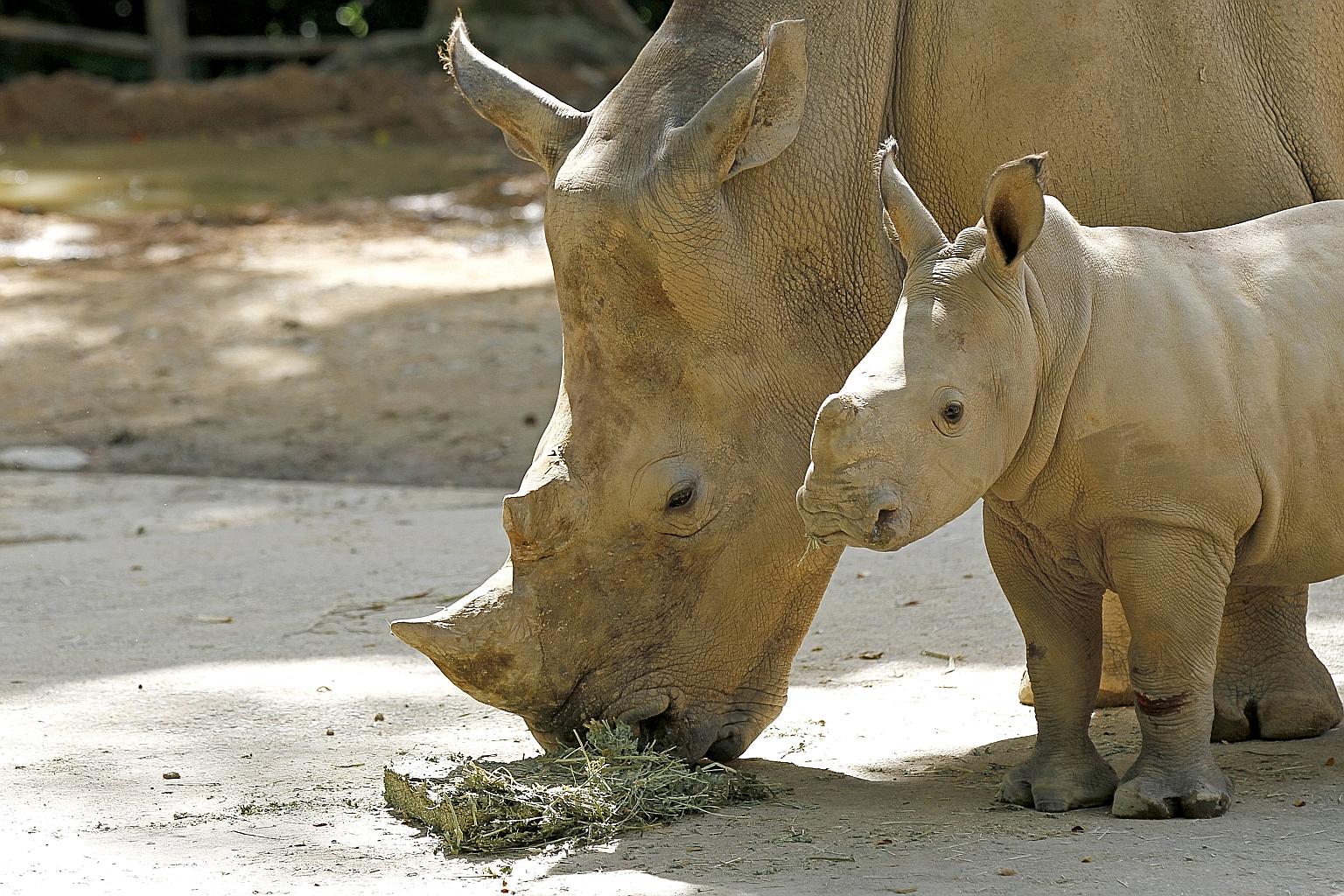 The Southern White Rhino is a success story for animal conservation. Almost extinct in the early 20th century, there are now at least 20,000 of the southern variety in the wild. Seen here are mum Donsa and baby Vita.