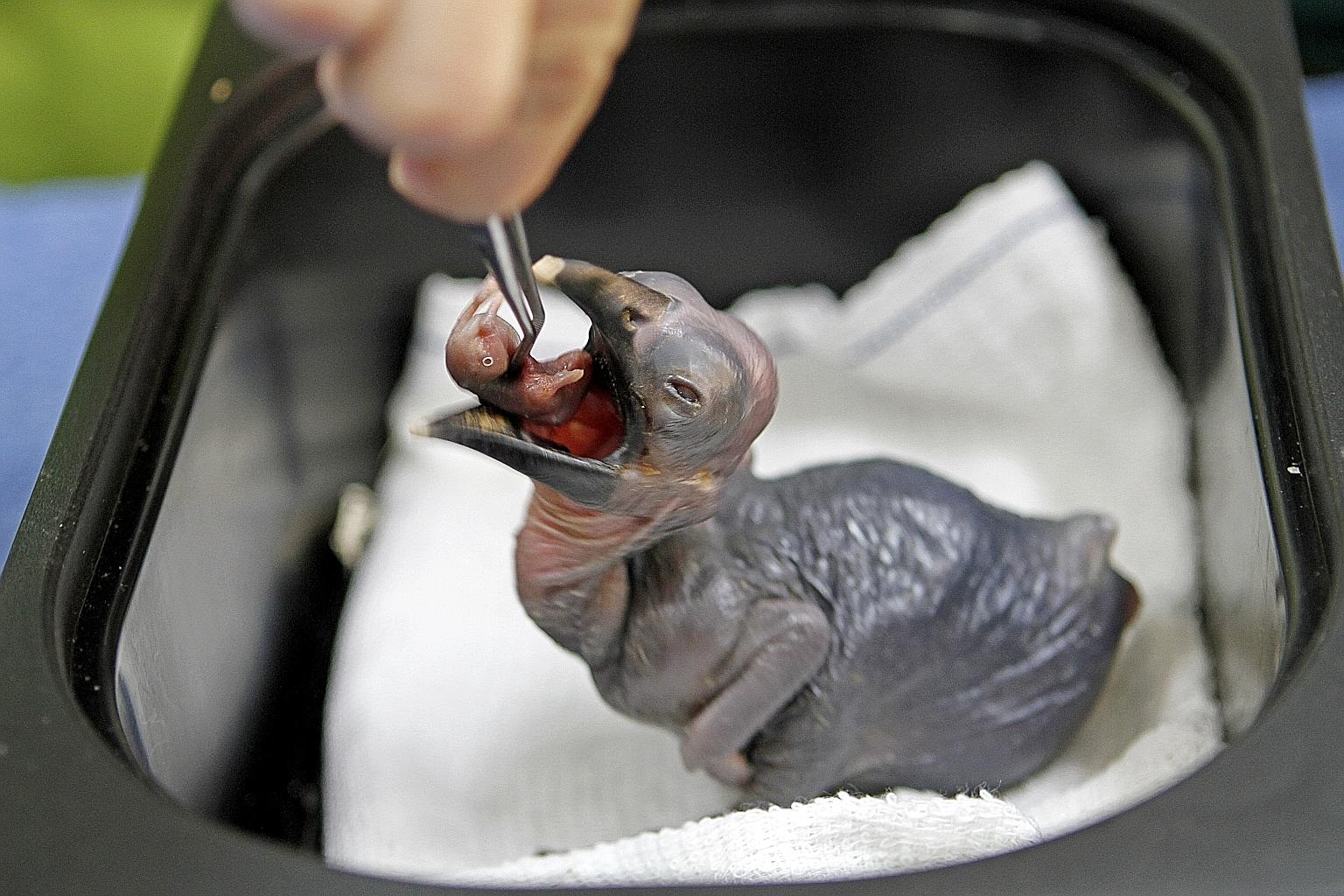 This Southern Ground Hornbill is just under two weeks old as it was born on Dec 31. At this age, its eyes are only just starting to open and it is fed baby mice. Its beak will get bigger as it grows and develop the protrusion familiar in hornbills.
