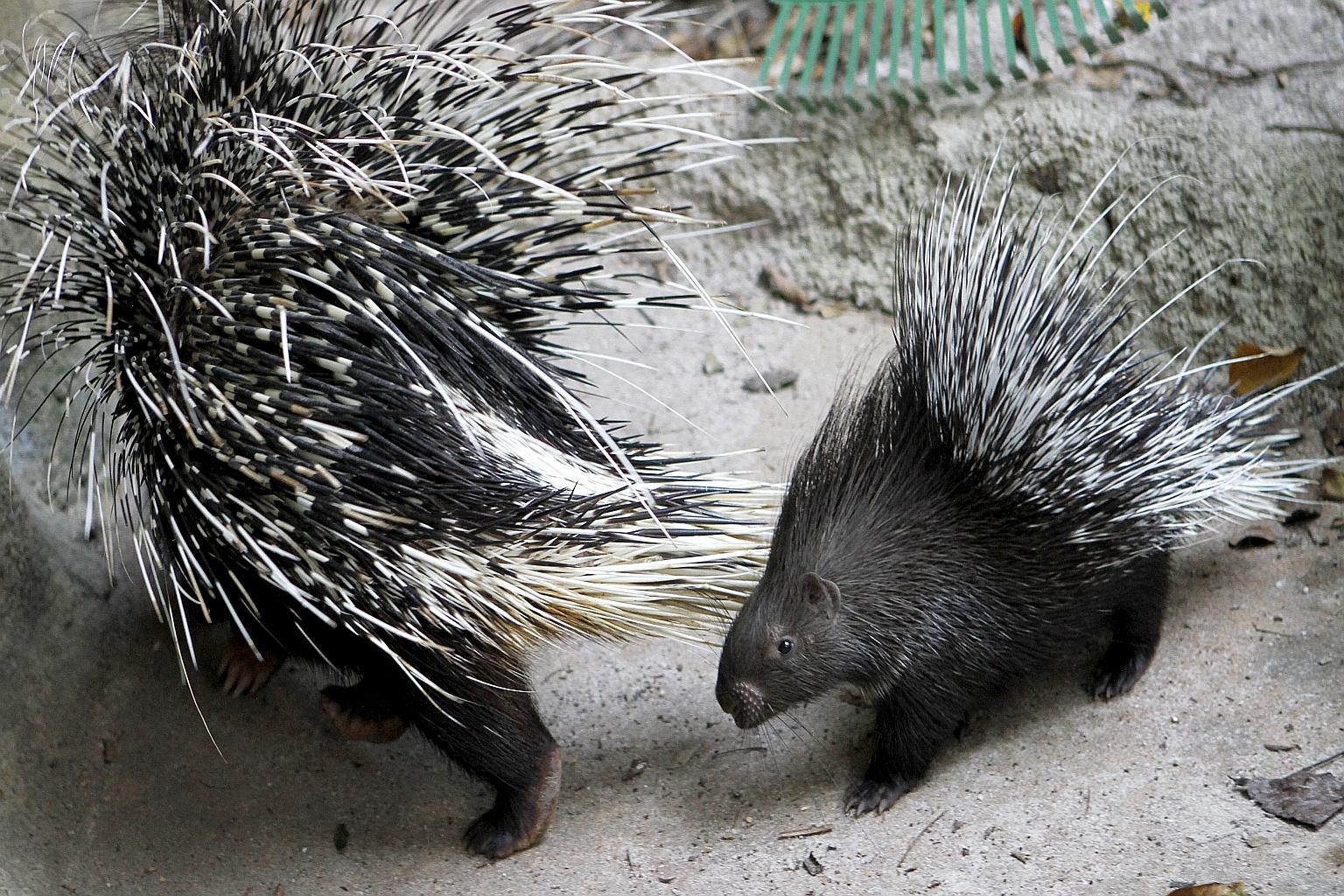 This baby Indian Crested Porcupine was born on Nov 9 and has not been given a name. It is the first female of the “new” baby batches in the last two years.