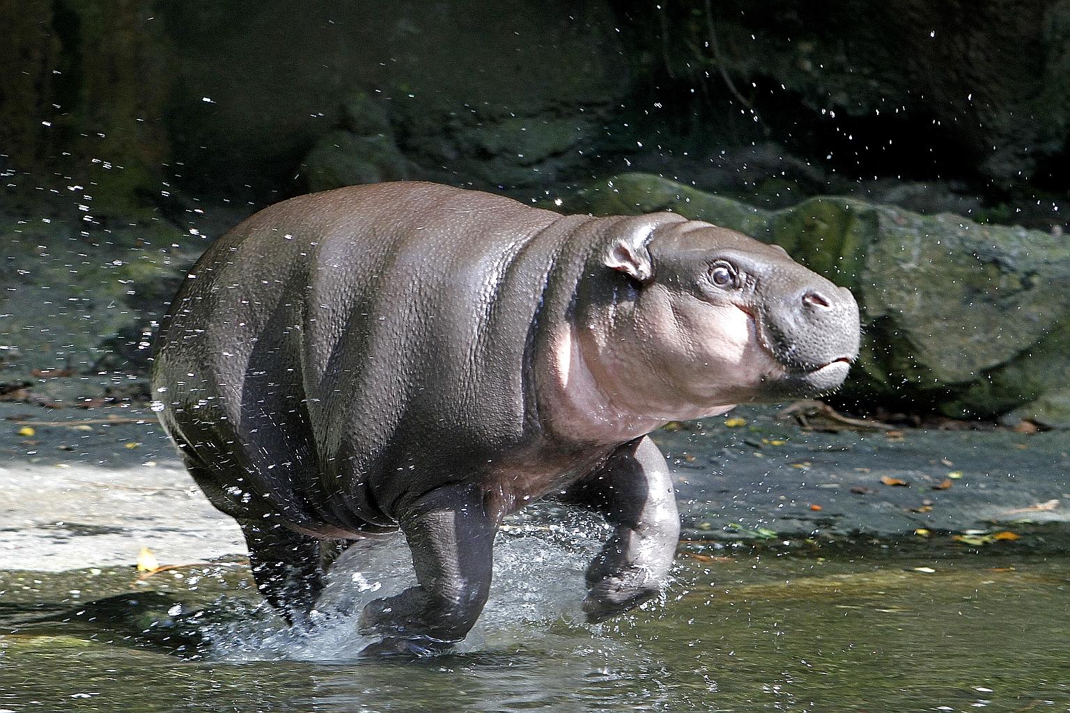 The Pygmy Hippo is, as its name suggests, much smaller than the more commonly known hippopotamus. This female is known as Ayana and is the oldest of last year’s zoo babies. It was born in April.