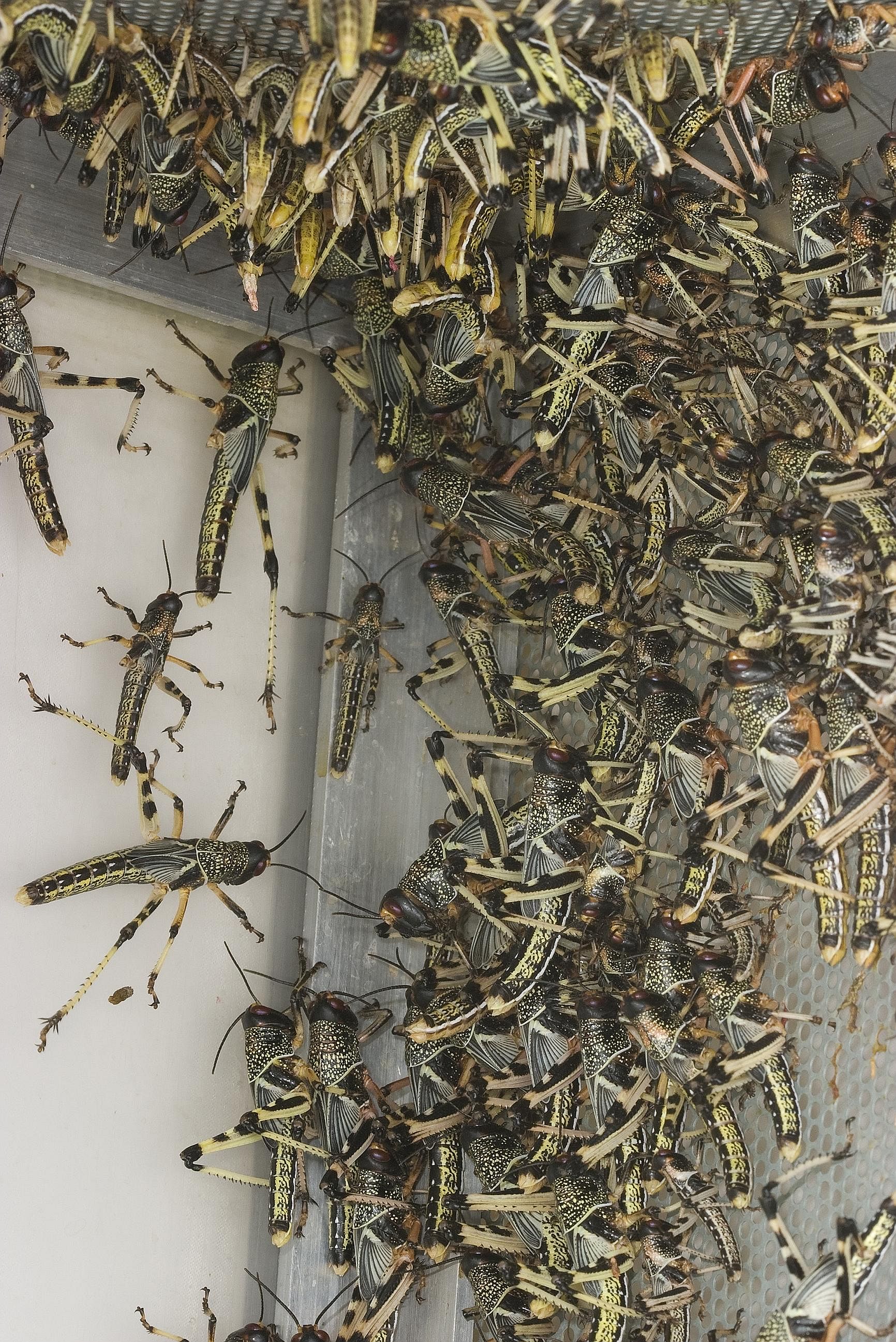 Small pockets of locusts first appeared last June and have spread across an area of northern Argentina spanning about 6,452 sq km amid comfortable breeding conditions.