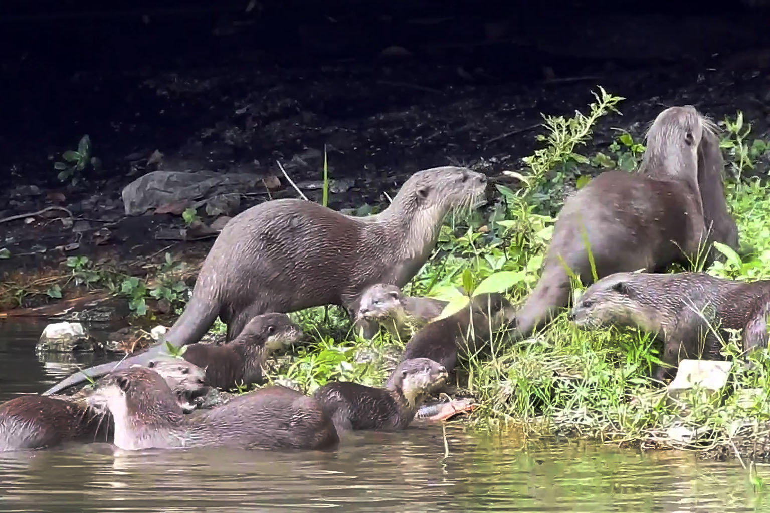 In a Facebook video shared by Fast Snail, the pups, estimated to be about 11/2 months old, are seen frolicking in the water under the watchful eye of their famous family members, the Bishan-Ang Mo Kio Park otters. Fast Snail said the otters often roam aro