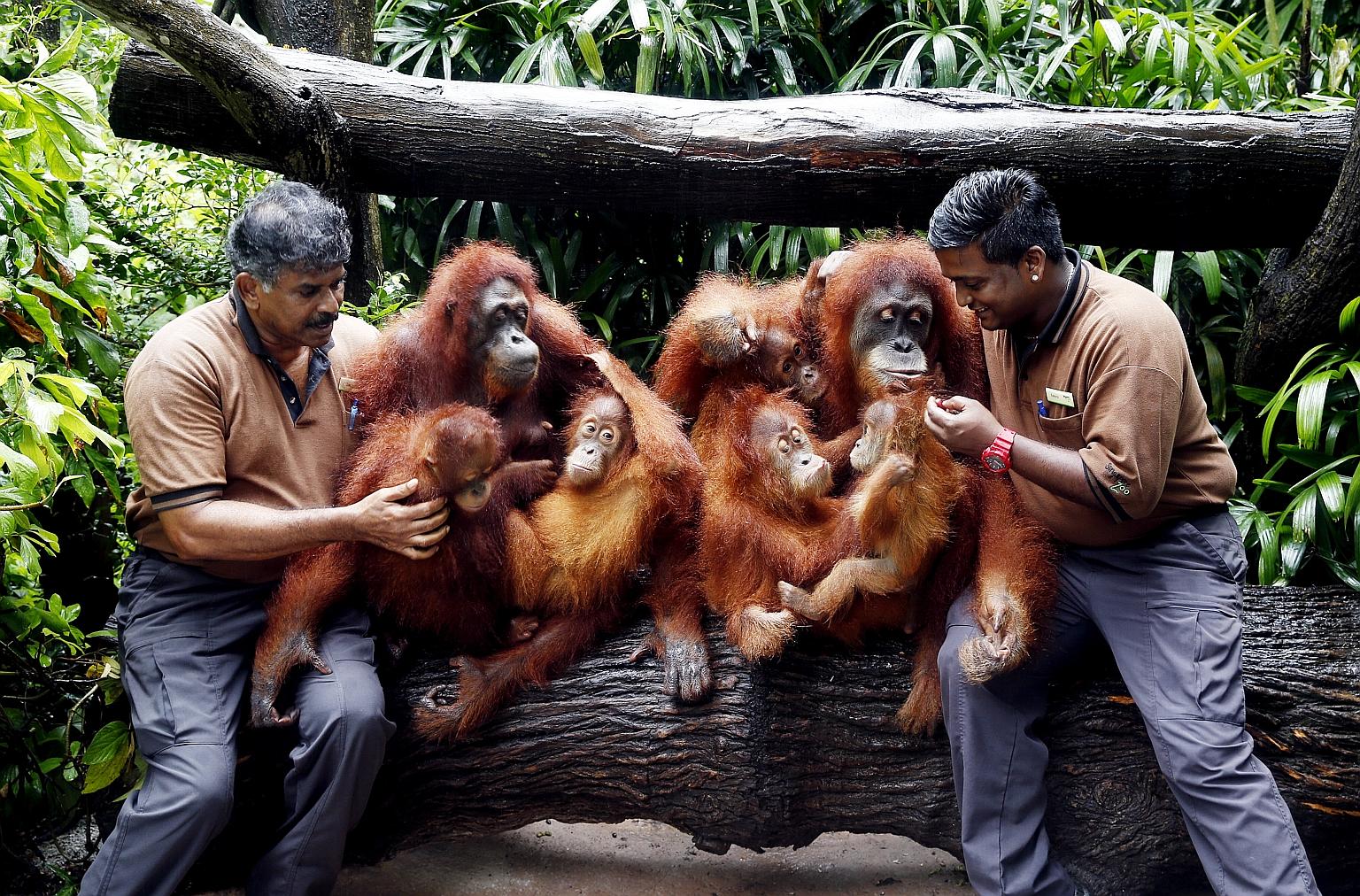 Zookeepers Alagappasamy Chellaiyah (left) and Kumaran Sesshe with five of Ah Meng's six descendants who are in the running to be her successor at the Singapore Zoo. They are (from third left) granddaughters Endah and Ishta, and great-grandson Putra.