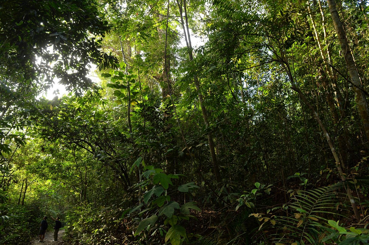 The trail along the Rifle Range Link. Green groups have been lobbying for the Cross Island Line to be built around the Central Catchment Nature Reserve, instead of through it.