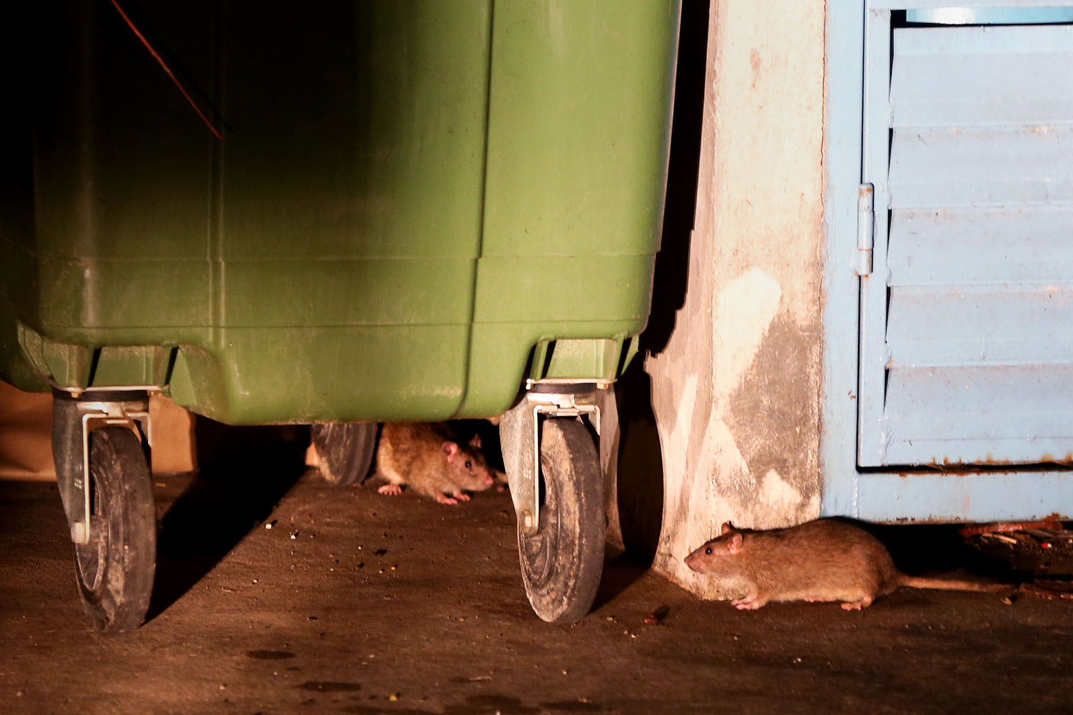 Rats spotted at a rubbish collection point in Bukit Batok. Two incidents - that of a rat infestation near Bukit Batok MRT in 2014 and the discovery of a dead rat in a dish at a Chinese restaurant in Marina Square just over a year ago - have made the publi