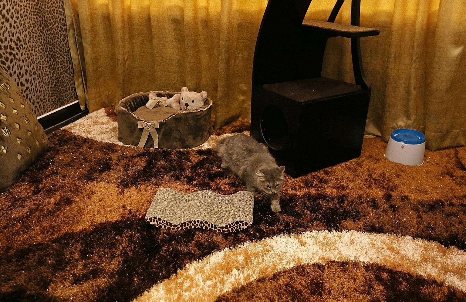 Chandeliers, Roberto Cavalli wallpaper, designer beds, pumped-in purified air and Swarovski crystal dining bowls that cost up to $225 each are some of the features found at the Purrfection Suites, which cater to cats in need of a pampering. Featuring