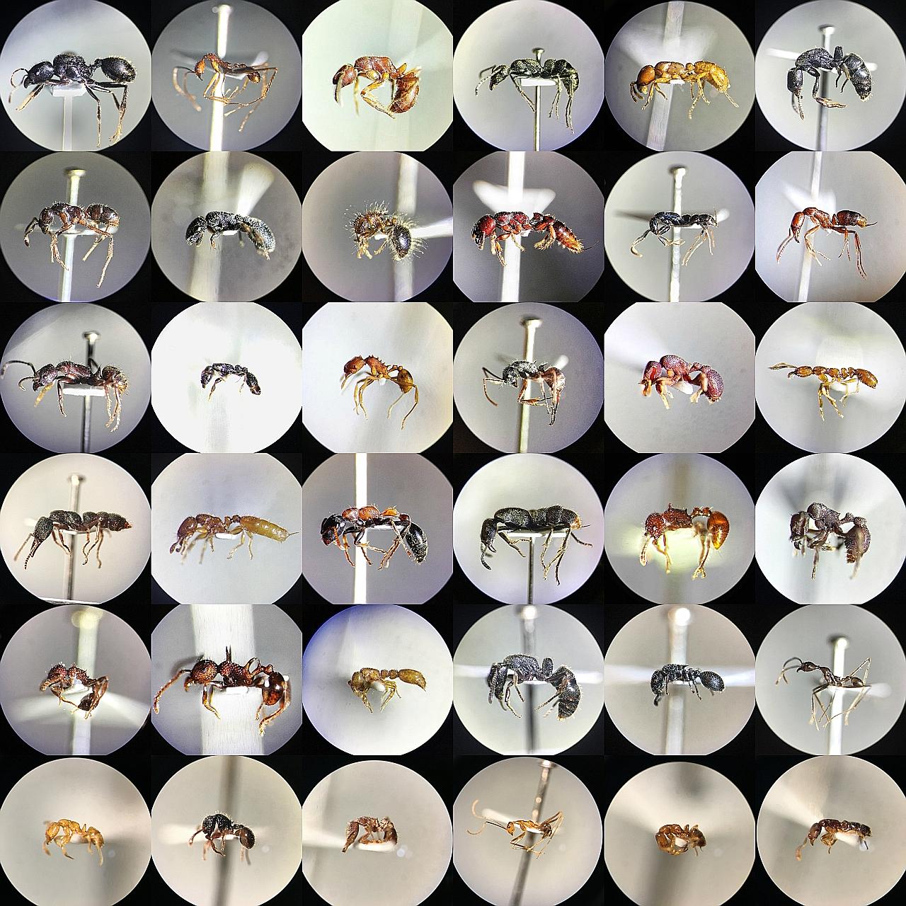 A collage of photographs taken by civil servant and amateur ant scientist Mark Wong. To capture these shots of ants, he put his iPhone on the eyepiece of a microscope. Based on past records, there are an estimated 169 to 175 species of ants in Singap