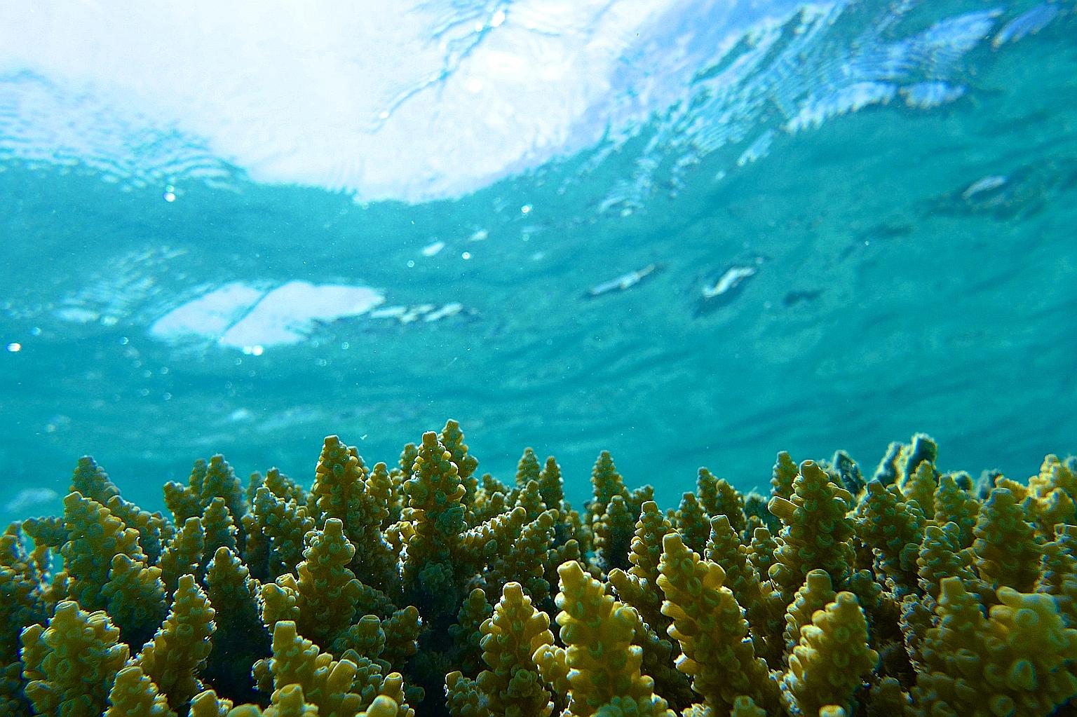The Chagos coral atoll in the Indian Ocean could be thriving with the help of viruses, according to research by marine biologist Federico Lauro. The viruses can infect and break down a type of cyanobacteria called Synechococcus to release nutrients f
