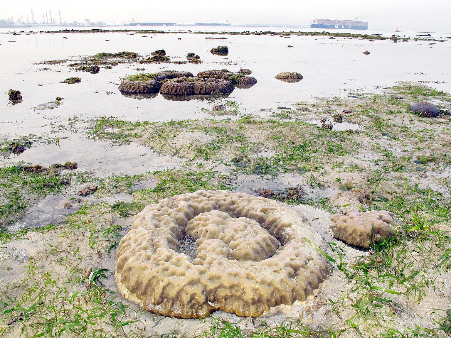 Corals at the Cyrene Reefs in south-western Singapore. Marine scientists say coral reefs are one of the habitats most under threat, due to the effects of ocean warming and ocean acidification.