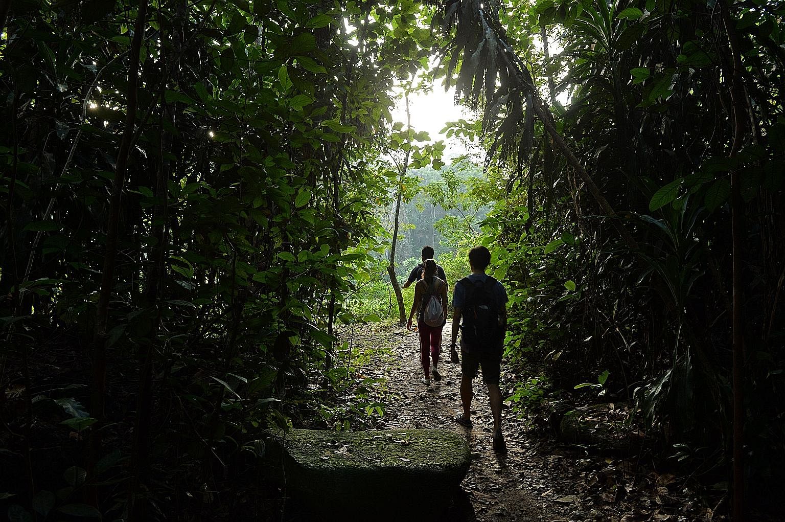 Hikers on the trail along the Rifle Range Link at the Central Catchment Nature Reserve. Try to wear covered shoes when hiking for safety, and take measures to ward off insects. The slender squirrel (left) and Sunda pangolin are among the creatures th