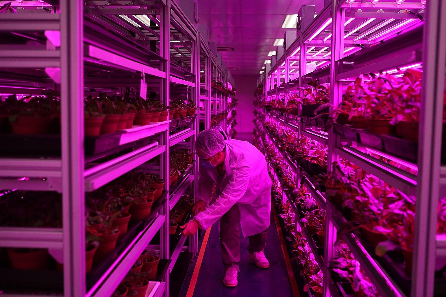 Panasonic has converted its storage facility into an agricultural plant.