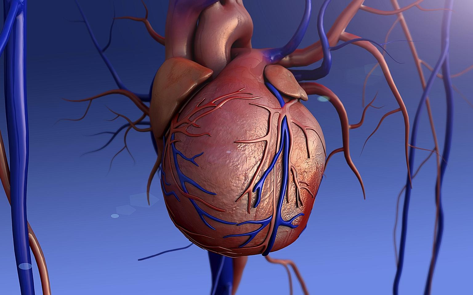 Heart murmurs can be harmless, and are due to increased blood flow through the heart or nearby blood vessels, or they may be due to heart valve disease.