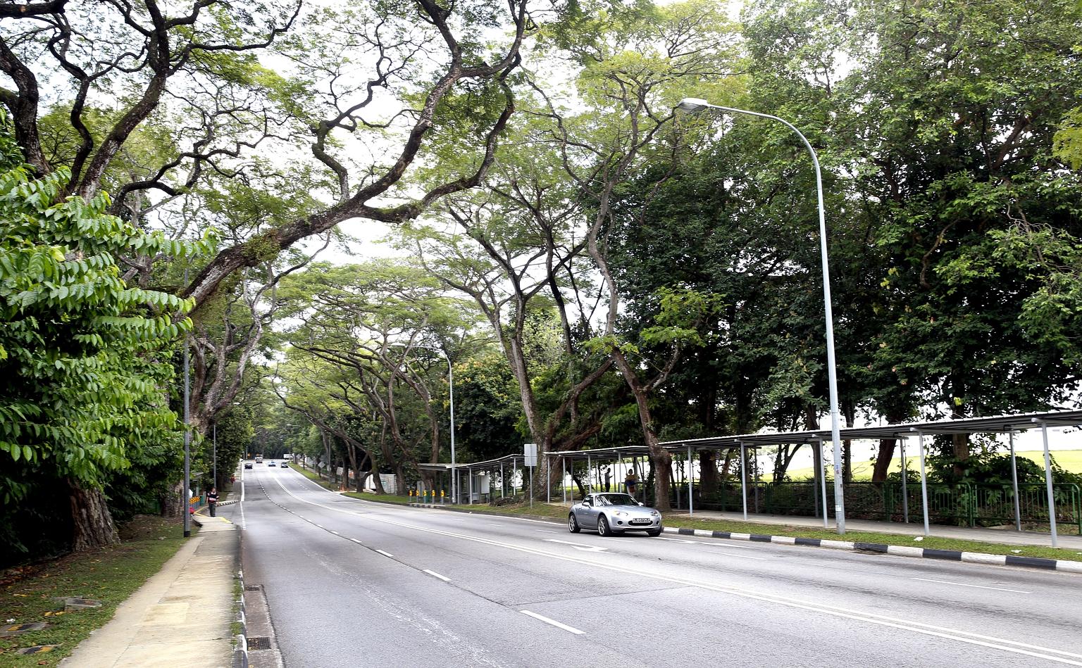 Greenery lines Upper Aljunied Road, viewed here from Upper Serangoon Road. The stretch of Upper Aljunied Road that will be pedestrianised, with its canopy of mature trees, fits well into the lush blueprint for Bidadari.