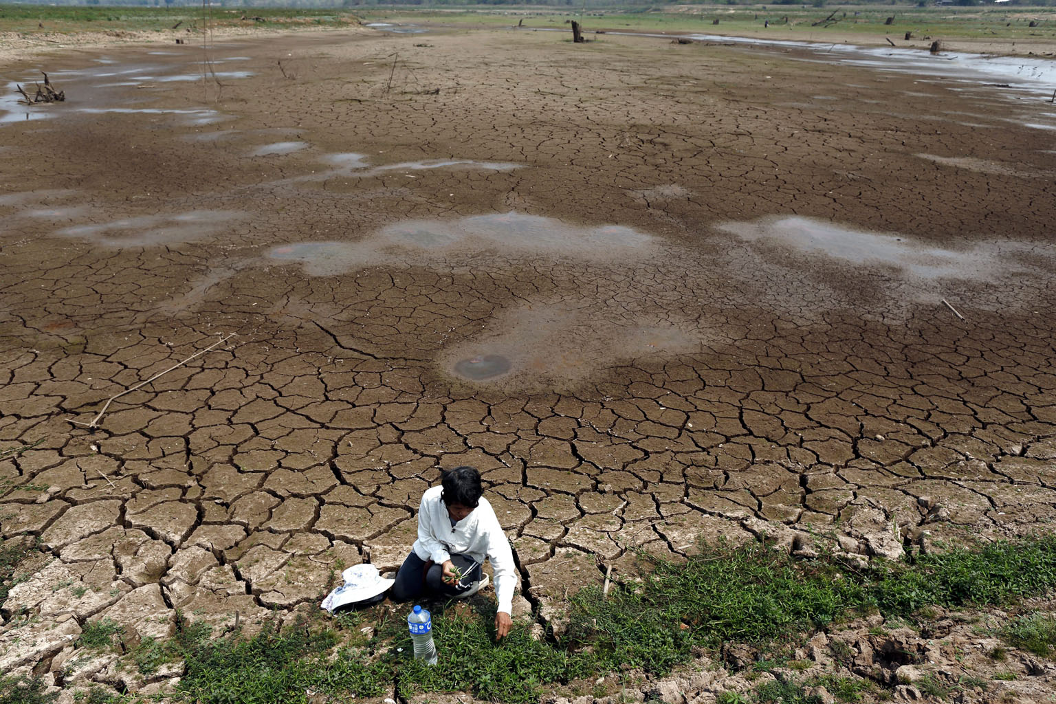 A villager picking vegetables on drought-parched land in northern Thailand's Lampang province earlier this month. 