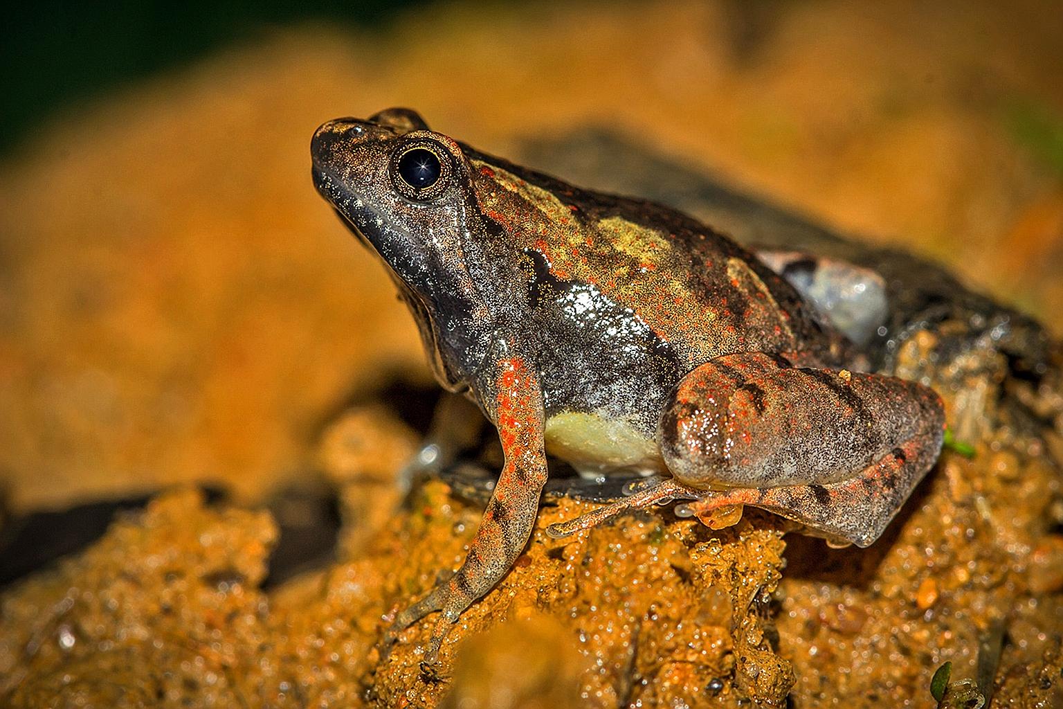 An adult male of a newly discovered frog species - Microhyla laterite - spotted among laterite rock formations of India's coastal plains. The frog, which measures around 1.6cm, is pale brown with prominent black markings on its hands, feet and flanks