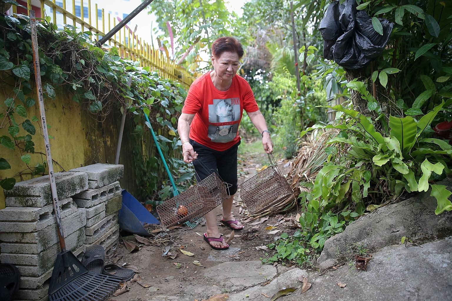 Ms Sim, a volunteer at See Thian Foh Combined Temple, shows the rat traps around the temple. Temple volunteers said rat infestation has been a problem there since the middle of last year.