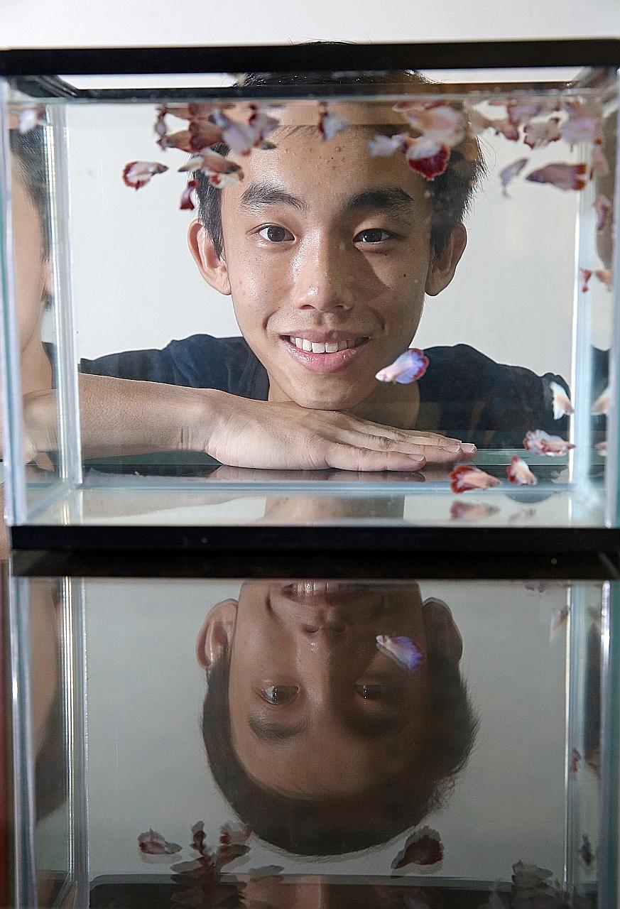 Temasek Polytechnic's Mr Chow, 19, started his fighting fish business in 2013.