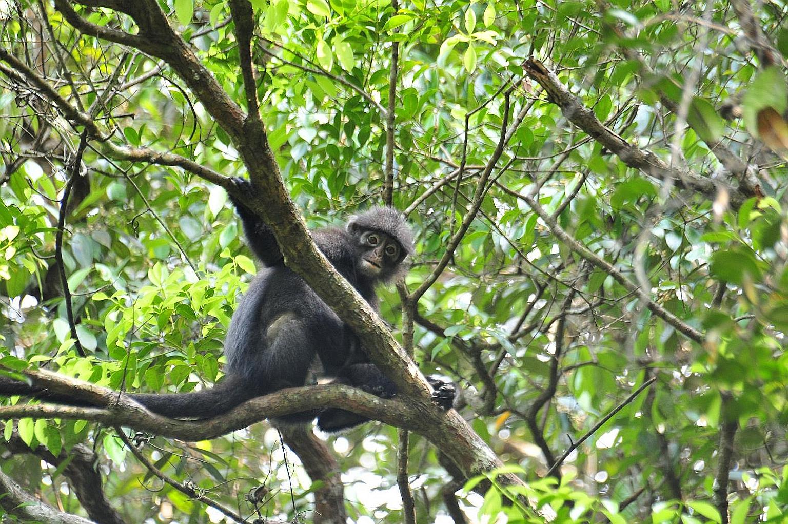 NParks also plans to study the banded leaf monkey's behaviour and population so as to boost their numbers.
