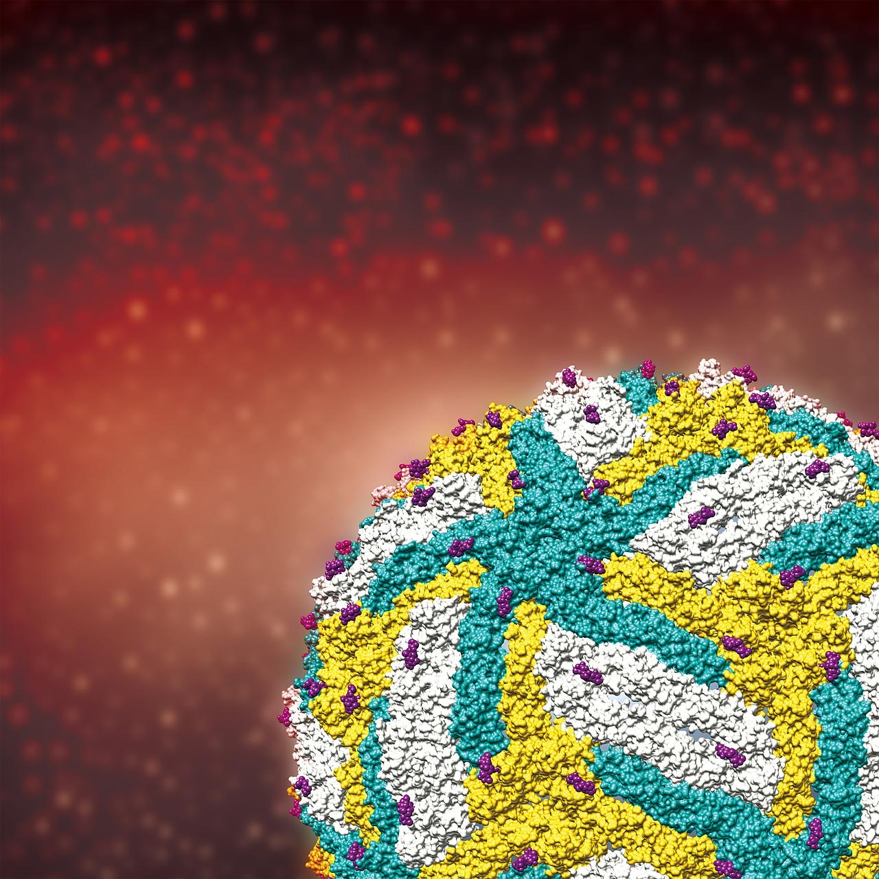 Scientists at the Duke-NUS Medical School have uncovered important findings in the structure of the Zika virus and its behaviour. The findings, published online in the journal Nature on Tuesday, could help pave the way towards developing treatments a