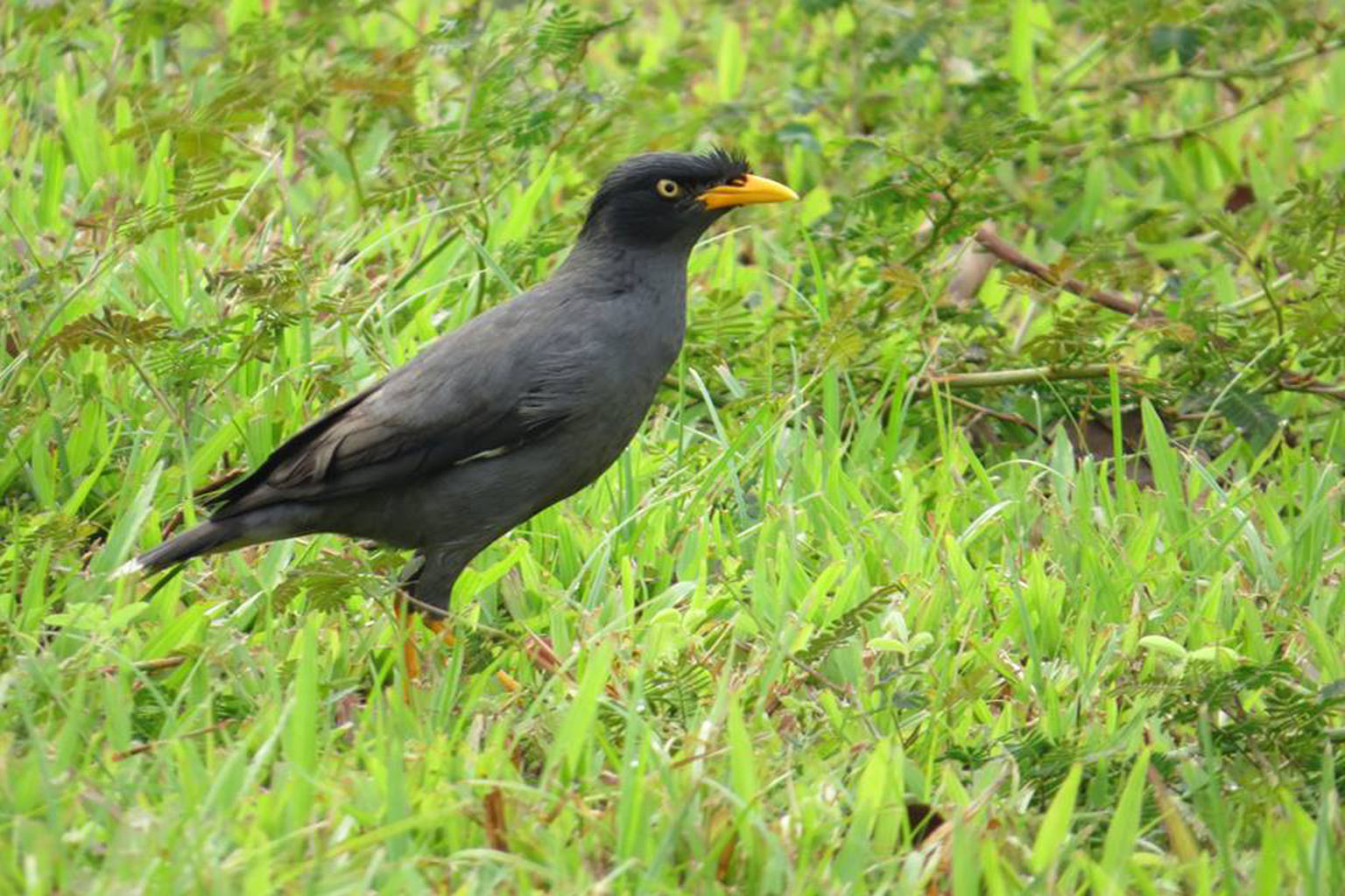 If we are to live in harmony with the javan mynah, by the laws of nature, it may well mean having to eat them some day.