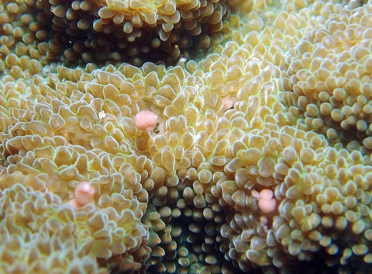 Corals spawning in the waters off Pulau Satumu on Monday. The pink globules are sperm-egg bundles. This year, the start of the local spawning period was Monday, the third night after the full moon.