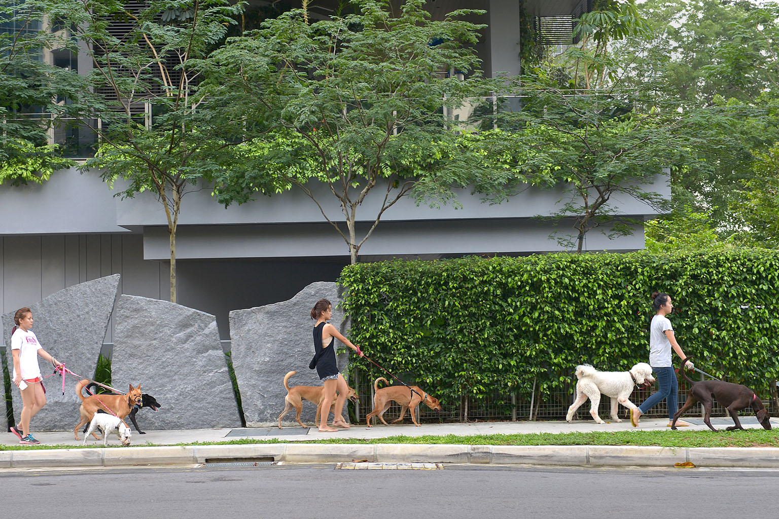 Senior Minister of State Desmond Lee said his ministry would review the kinds of animals that motorists must stop to help in accidents. 