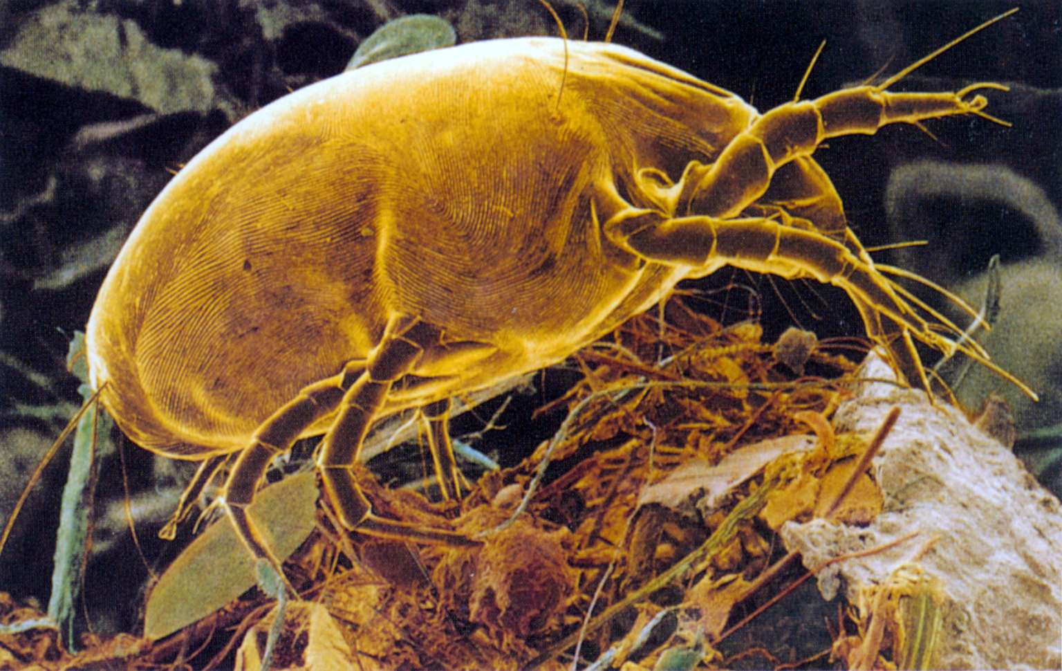 Dust Related Insects Dangers of dust mites: 6 things to know about these tiny bugs lurking ...