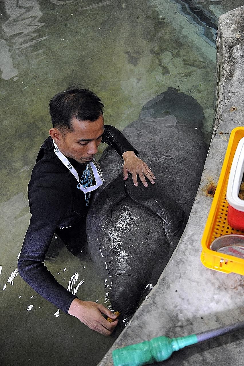 A River Safari aquarist working with Canola on conditioning exercises, where the manatee is trained to roll over for medical procedures such as injections and ultrasound scans.