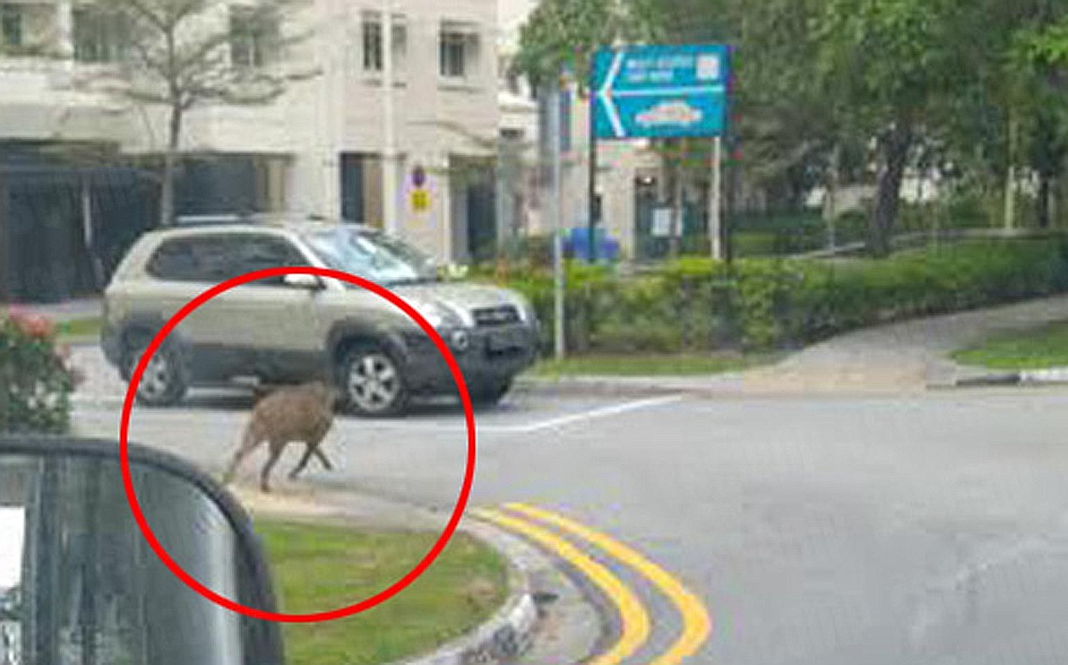 A wild boar was spotted in Edgefield Plains on Sunday. Those who encounter wild boars should stay calm and not approach them, says AVA.