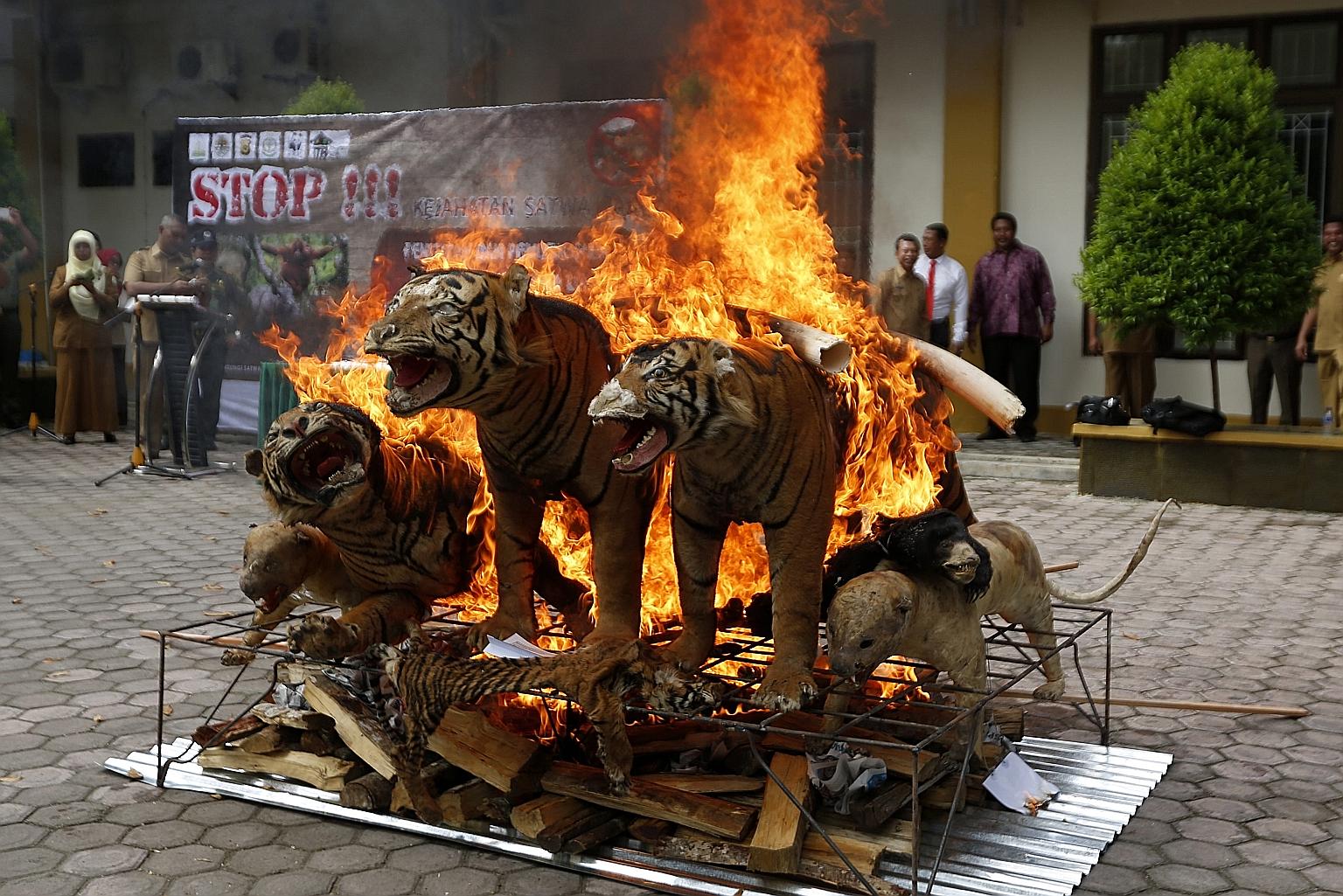 Confiscated items made from endangered animals being destroyed at the Aceh Forestry Ministry Office in Banda Aceh, Indonesia, last month. They were confiscated from poachers and illegal traders in Aceh as the government continues to fight the trade o
