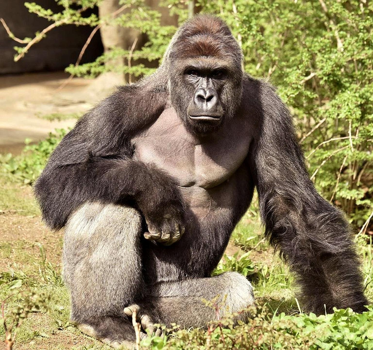 Social media users were outraged over Harambe's death. The boy's mother, the zoo and some innocent people were targets of online abuse.