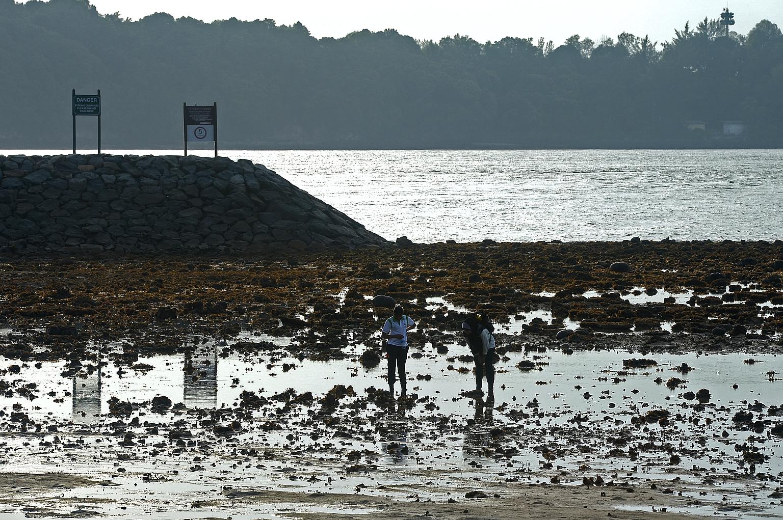 Plans for Sisters' Islands Marine Park include intertidal pools and boardwalks that will allow people to view marine life up close.