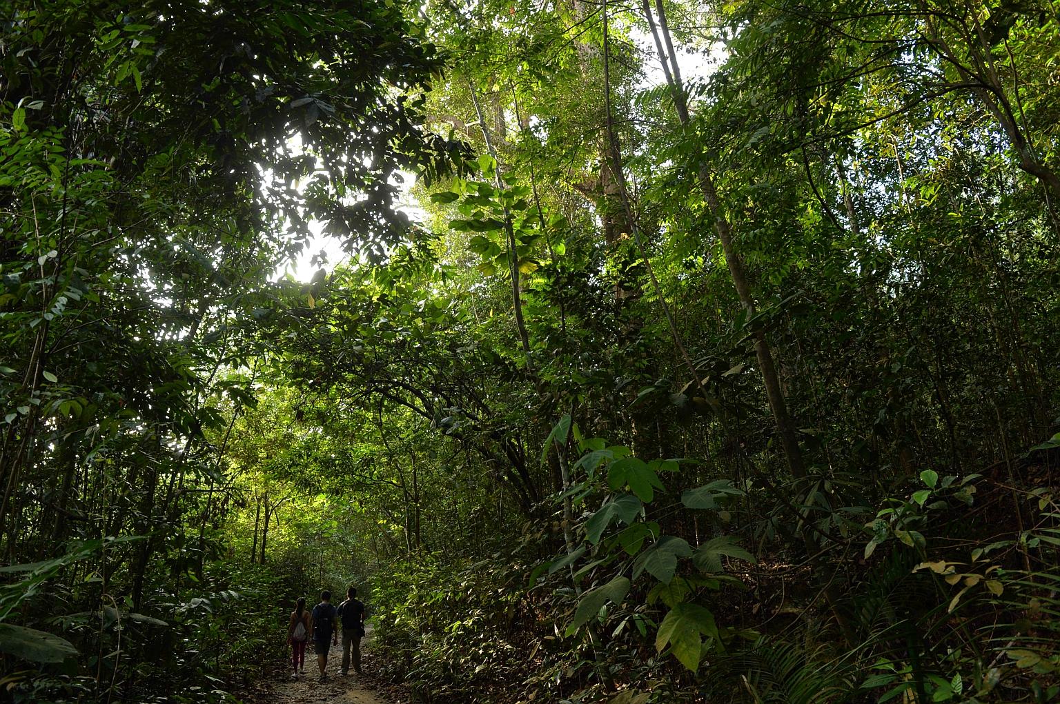 Hikers trekking along the Rifle Range Link. The planned 50km Cross Island Line connecting Changi and Jurong could tunnel through the Central Catchment Nature Reserve, where rare animals, such as the critically endangered Sunda pangolin, can be found.
