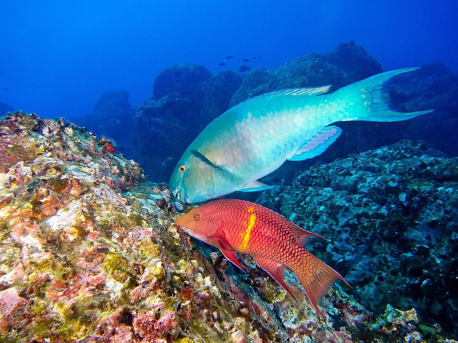 A normally healthy interaction between fish and coral has turned deadly, scientists have found after a three-year study to understand the impact of overfishing and nutrient pollution on coral reefs. In typical conditions, parrotfish (top in picture) 