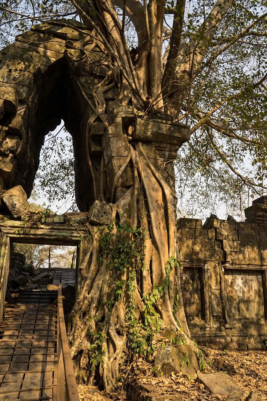Laser scanning revealed the ruins of a huge city around Preah Khan of Kompong Svay under dense forest growth.