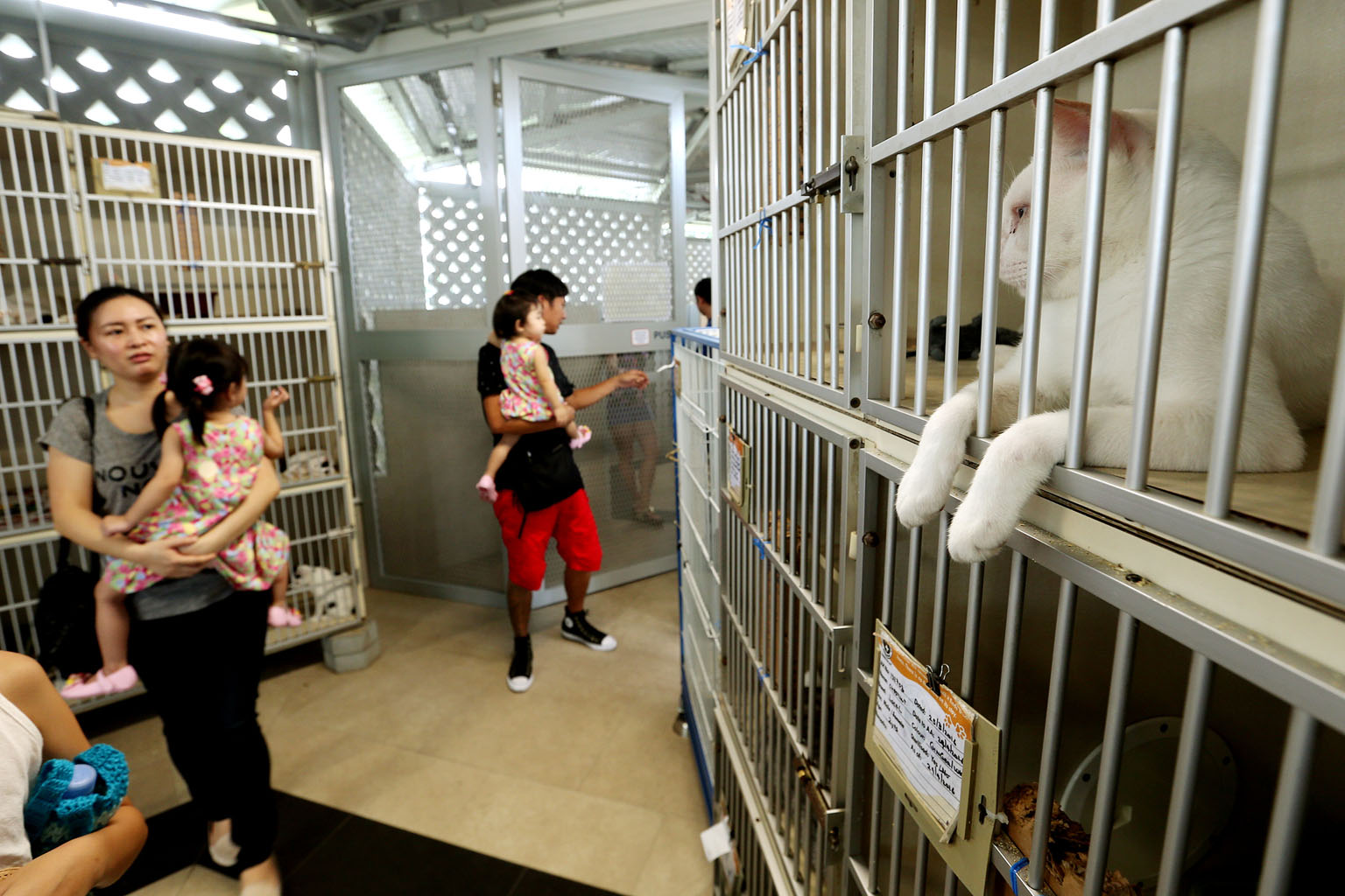 Visitors to the SPCA's new premises in Sungei Tengah, which are bigger and have more facilities. However, adoption rates of abandoned and stray animals have dropped from about 95 a month at the old premises to about 66 a month. Visitor numbers have also d
