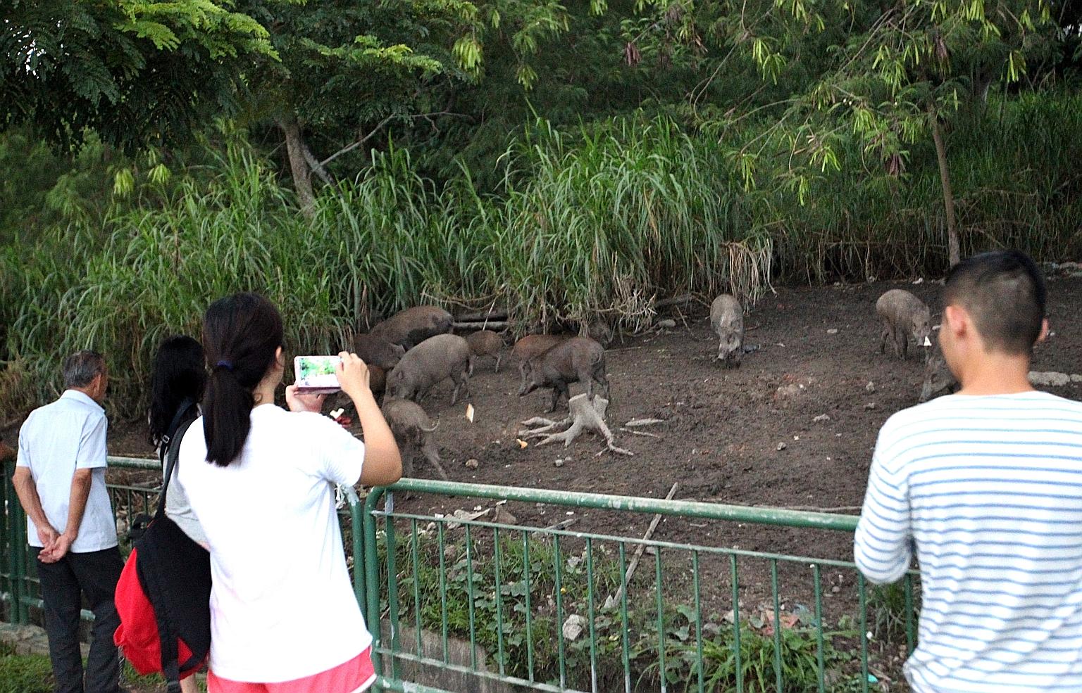 A video posted by a user on the Facebook group Love Cycling SG shows about 10 boars of various sizes at a muddy patch of bare ground in Pasir Ris. A woman is also seen emptying out the contents of several plastic bags near the animals, which the boar