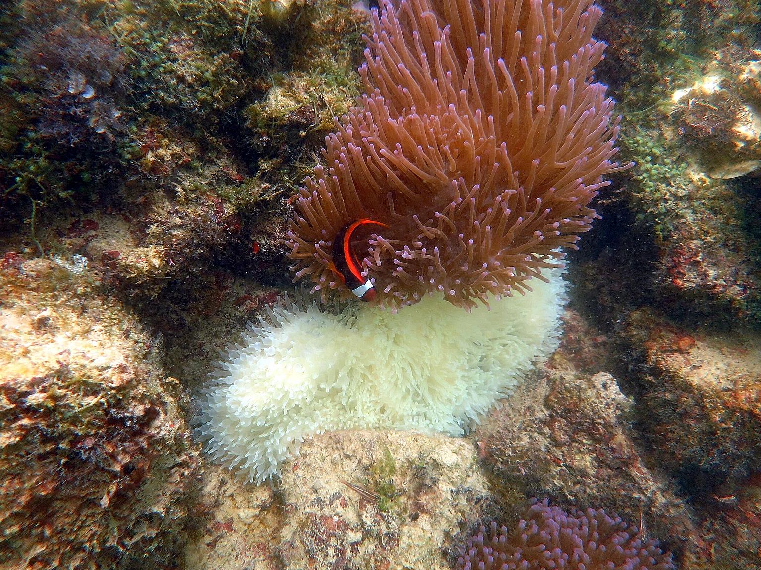 Bleaching occurs when abnormally high sea temperatures cause corals and related organisms such as sea anemones to expel the symbiotic micro-algae living in them. Hence, they appear white like the bubble-tip anemone seen here.