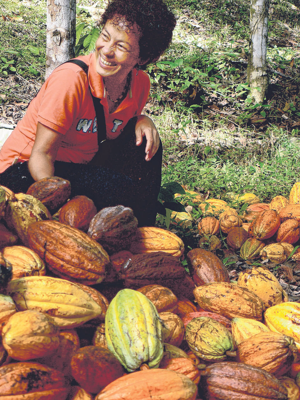 ForestFinance's cocoa forests in Panama. The firm invites investors to buy shares (that is, trees) in forests that are ethically and sustainably managed.