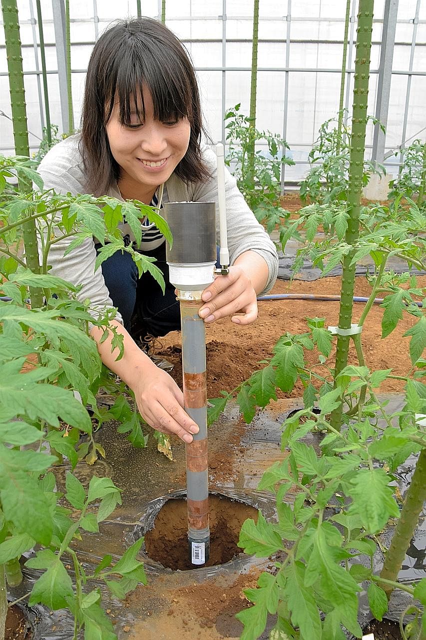 A SenSprout team member checks a water sensor at a farm set up by the University of Tokyo in Nishitokyo city.