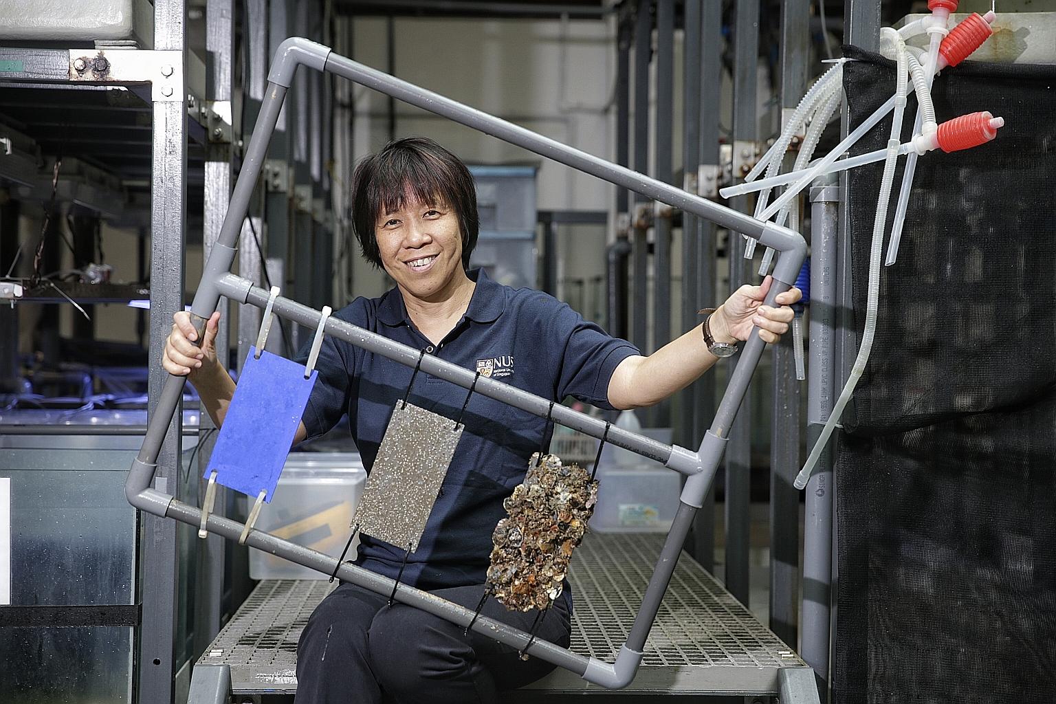 Dr Teo with some samples (from left): a panel with protective coating to prevent biofouling; a panel without the coating after a month of exposure to marine pests; and a panel without the coating after a year of exposure.