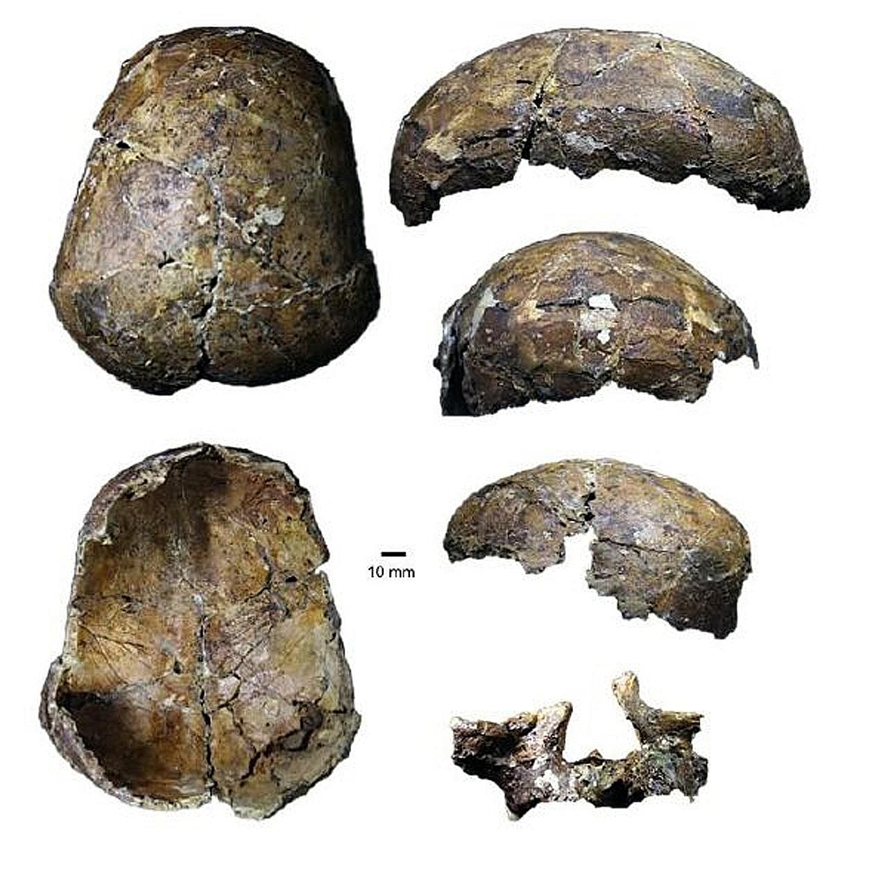 A recent study of the 37,000-year-old Deep Skull is challenging old ideas, including the belief that it belonged to a teenage boy.