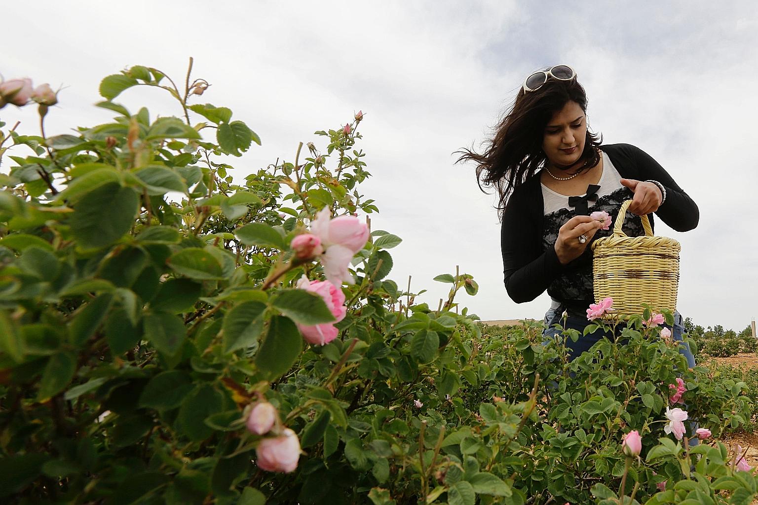 A crop of damask roses in Syria, which are used in rose water, essential oils and scented cosmetics. Generally, ingredients for organic cosmetics come from organic crops, but definitions and classifications vary widely from country to country. Consum